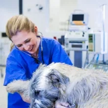 Dr. med. vet. Katerine Besserer
